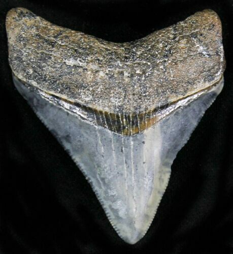 Serrated Megalodon Tooth - Venice, Florida #22561